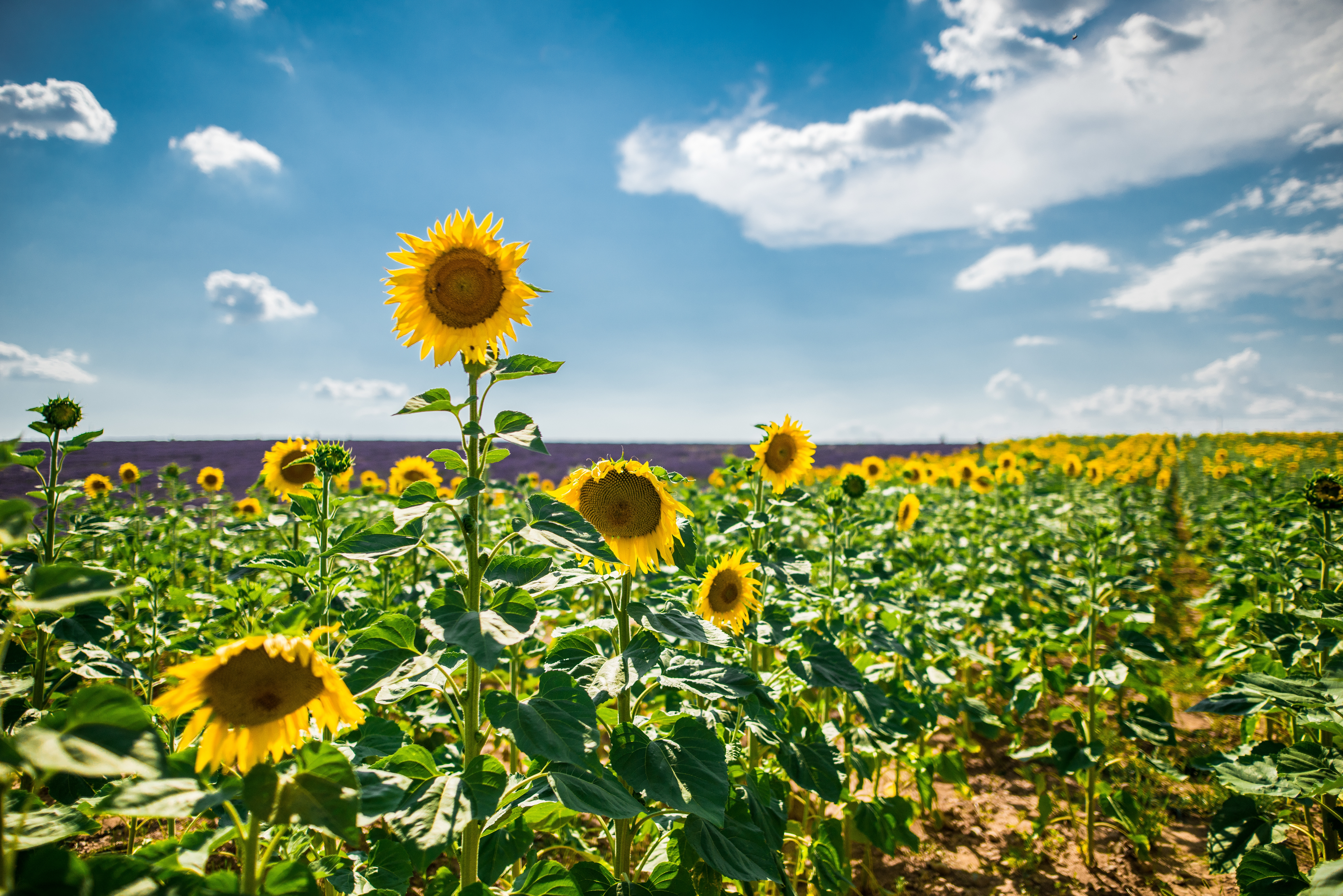 Sunflower field